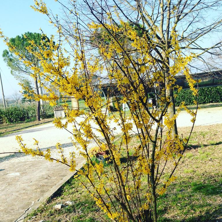 Penzion Le Ghiande Spello Exteriér fotografie